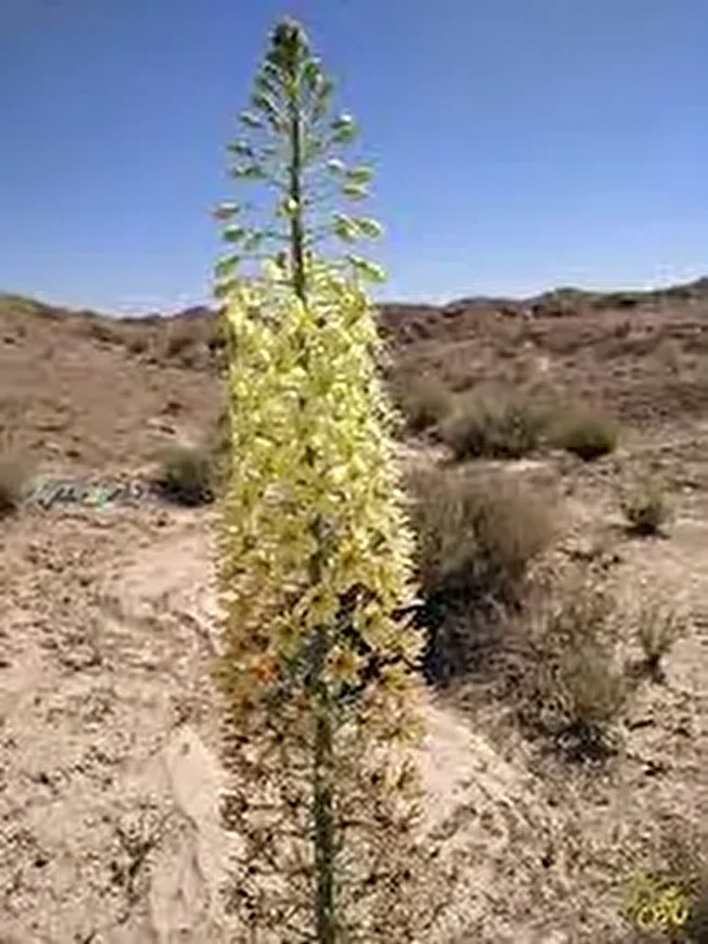 سریش گیاهی باخواص دارویی شگفت انگیز برای سلامت بدن