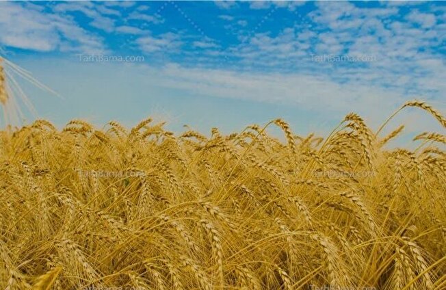 پیش‌بینی خرید تضمینی  ۲۷۰ هزار تن گندم از کشاورزان لرستان