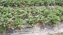 کارآفرین روستای احمدآباد کلیج با سرمایه‌گذاری ۱۰ میلیارد ریال، مزرعه توت فرنگی ۲۰۰۰ متری را راه‌اندازی کرد و ۵ نفر را مشغول به کار کرد