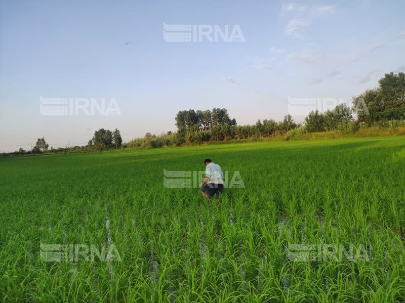 هشدار به شالیکاران مازندران، بیماری «بلاست» زیر سایه ابرناکی هوا