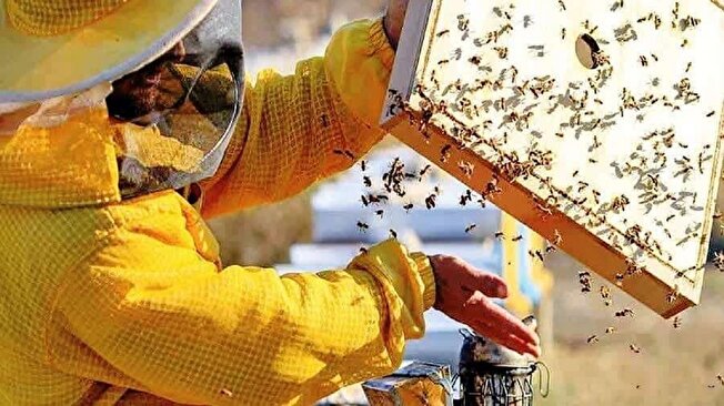 تولید خوراک زنبور عسل توسط محققان یک شرکت دانش بنیان در البرز