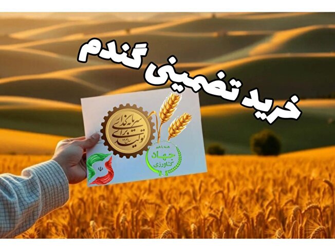 خرید تضمینی ۲۰۰۰ تن گندم در ساری