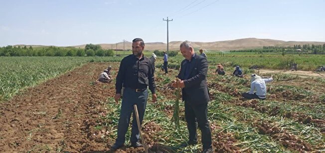 آغاز برداشت بیش از ۸۱۰۰ تن سیر خشک از مزارع شاهین دژ