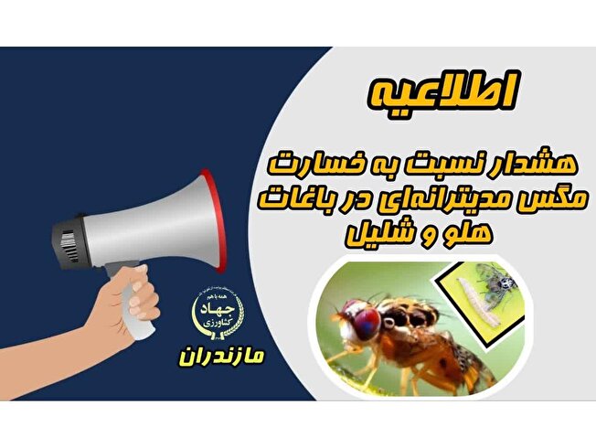 هشدار نسبت به خسارت مگس مدیترانه‌ای در باغات هلو و شلیل مازندران