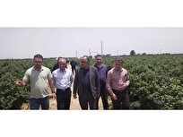 بلوبری، طلای آبی مازندران؛ توسعه کشت، رونق اقتصاد، کاهش وابستگی