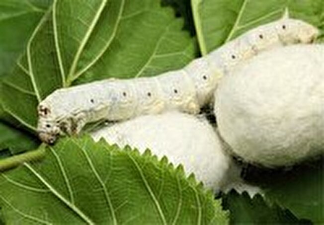 تولید ۷.۵ تن پیله ابریشم در سوادکوه شمالی