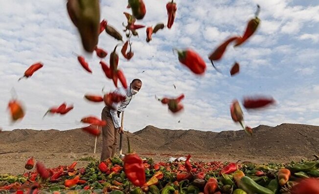 روستای بیزه خراسان رضوی قطب تولید فلفل در ایران است