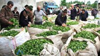 اقداماتی برای ارتقای بازاریابی و تجاری‌سازی چای کشور