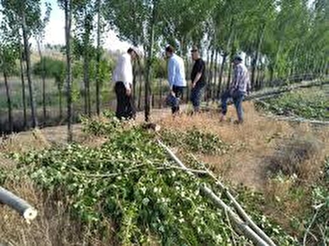 امکان توسعه اشتغال بخش کشاورزی گیلان با توسعه زراعت چوب