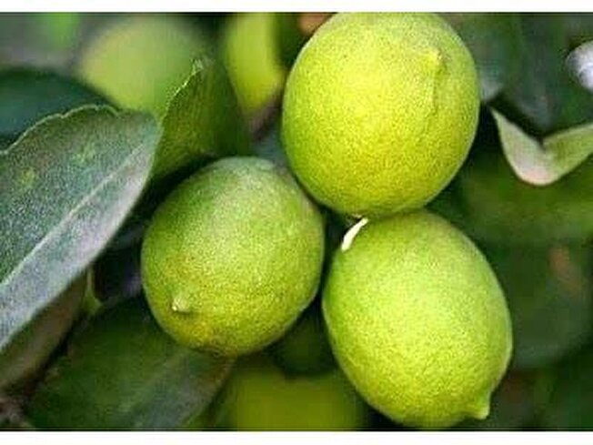 تولید ۱۲ تن لیموترش در گلخانه‌های شهرستان سوادکوه شمالی