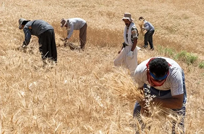 یک مسئول خبرداد؛
۴۰ درصد مطالبات گندمکاران سرخس پرداخت نشده است