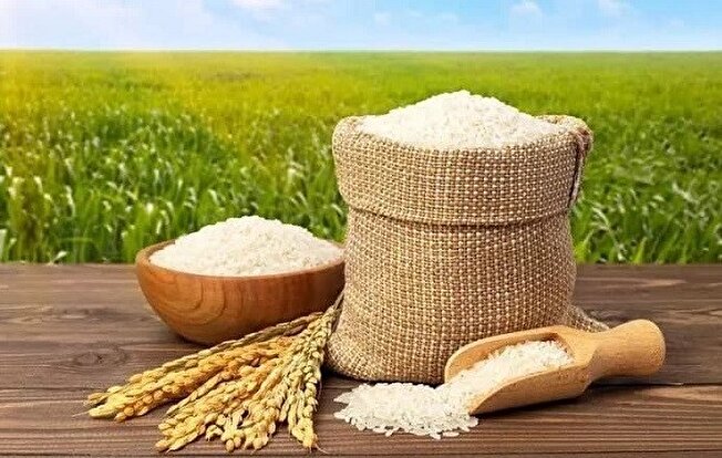 کیفیت بسیار خوب برنج‌های شمال