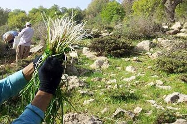 گیاهان دارویی در بام ایران؛ کلیدی برای پایداری اقتصادی و حفظ منابع‌طبیعی