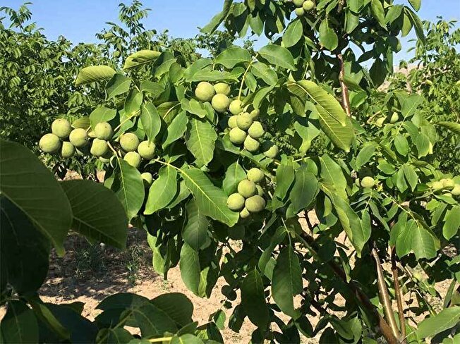 پیش بینی برداشت ۱۲۰۰ تن گردو از باغات آمل؛ نوید رونق اقتصادی در بخش کشاورزی