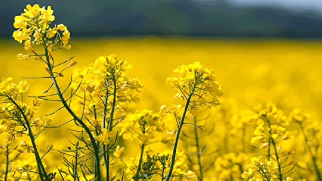 پدر و پسر گلبهاری، رکورددار تولید کلزا و چغندر قند در خراسان رضوی شدند
