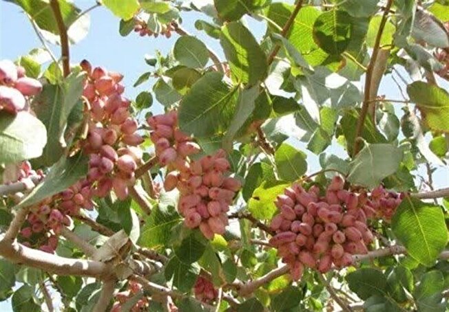 پیش‌بینی برداشت ۲۵ هزار تن پسته تر از باغات گناباد