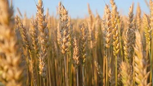 پرداخت ۹۵ درصد مطالبات گندم‌کاران لرستانی