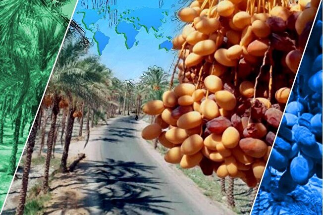 فرصت های طلایی صنعت خرما در سیستان و بلوچستان