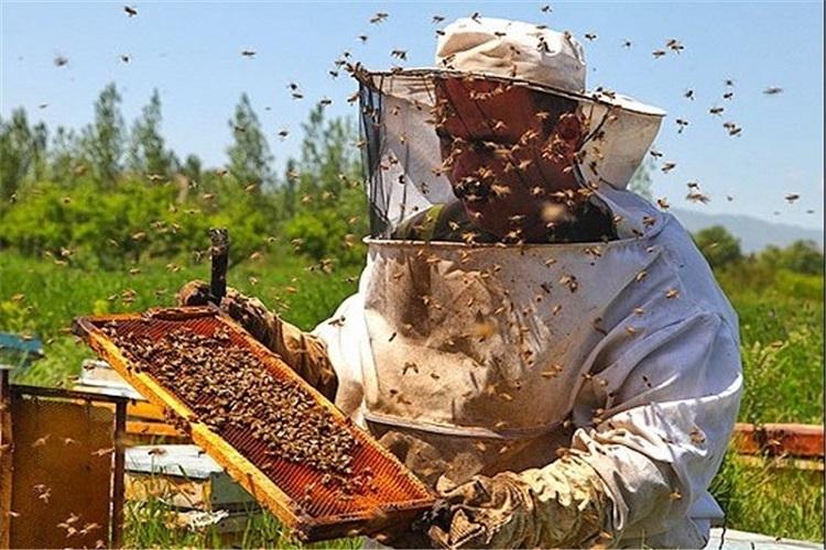 افزایش ۱۰ درصدی تولید عسل در آذربایجان شرقی