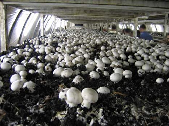 پرورش قارچ؛ راهی به سوی کارآفرینی موفق محمدجواد بهی