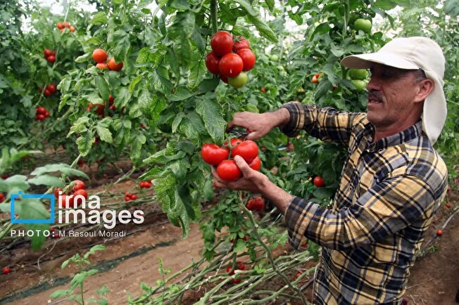 بازار  پایدار؛  چالش بزرگترین تولیدکننده محصولات گلخانه‌ای خراسان رضوی