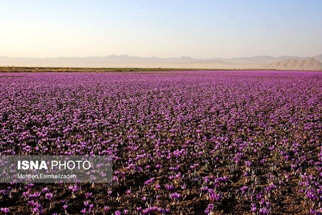 پاسداشت طلای سرخ ایران از سوم تا پنجم آبان در مشهد