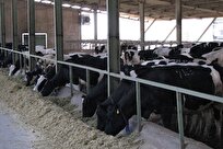 مشکلات پنج واحد تولیدی در قزوین برطرف شد