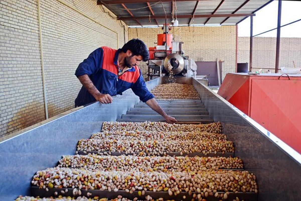 مدیر جهاد کشاورزی مطرح کرد
دریافت پروانههای بهداشتی و برندسازی مهمترین چالش تولید پسته در مهولات