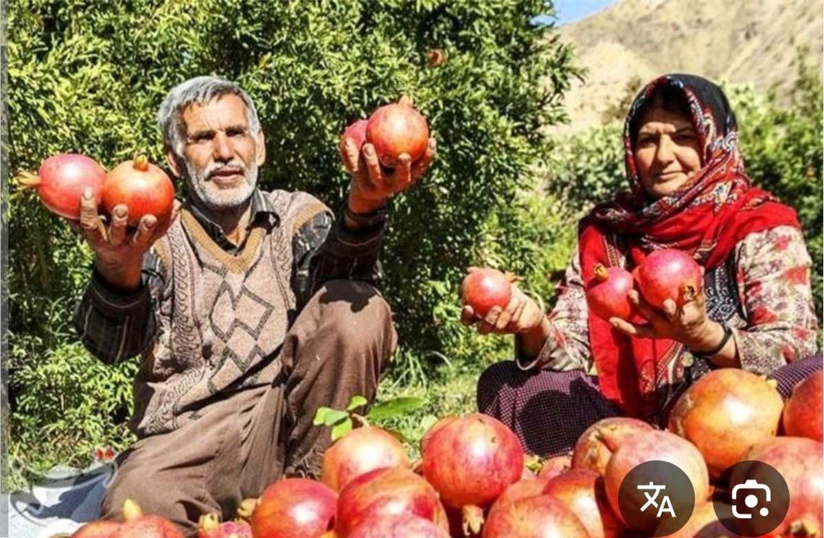 چهارمین جشنواره انار کوهدشت متفاوتتر برگزار میشود
