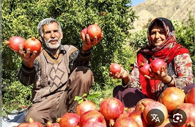 چهارمین جشنواره انار کوهدشت متفاوت‌تر برگزار می‌شود