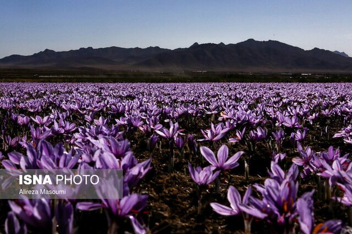 تهدیدهای سهگانه علیه «طلای سرخ ایران»