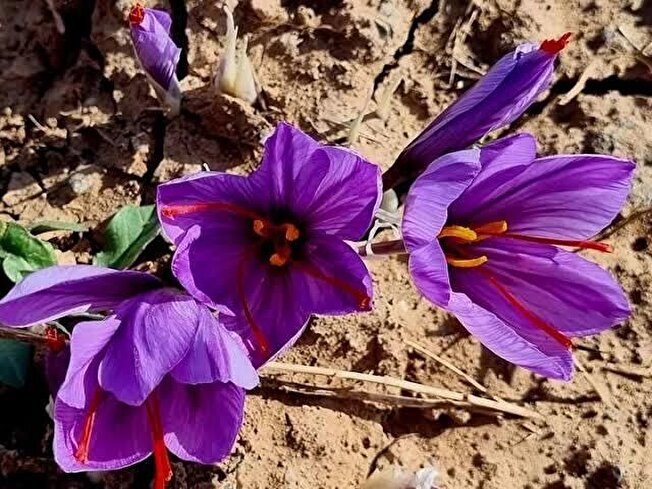توافق برای صادرات زعفران تربت حیدریه به ایتالیا