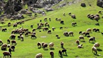 توانمندی‌های دامی استان ایلام در گفت‌و‌گو با معاون بهبود تولیدات دامی سازمان جهاد کشاورزی