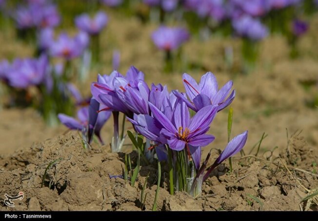 برداشت گل‌های سرخ در نیشابور آغاز شد/فعالیت 4 هزار بهره بردار زعفران