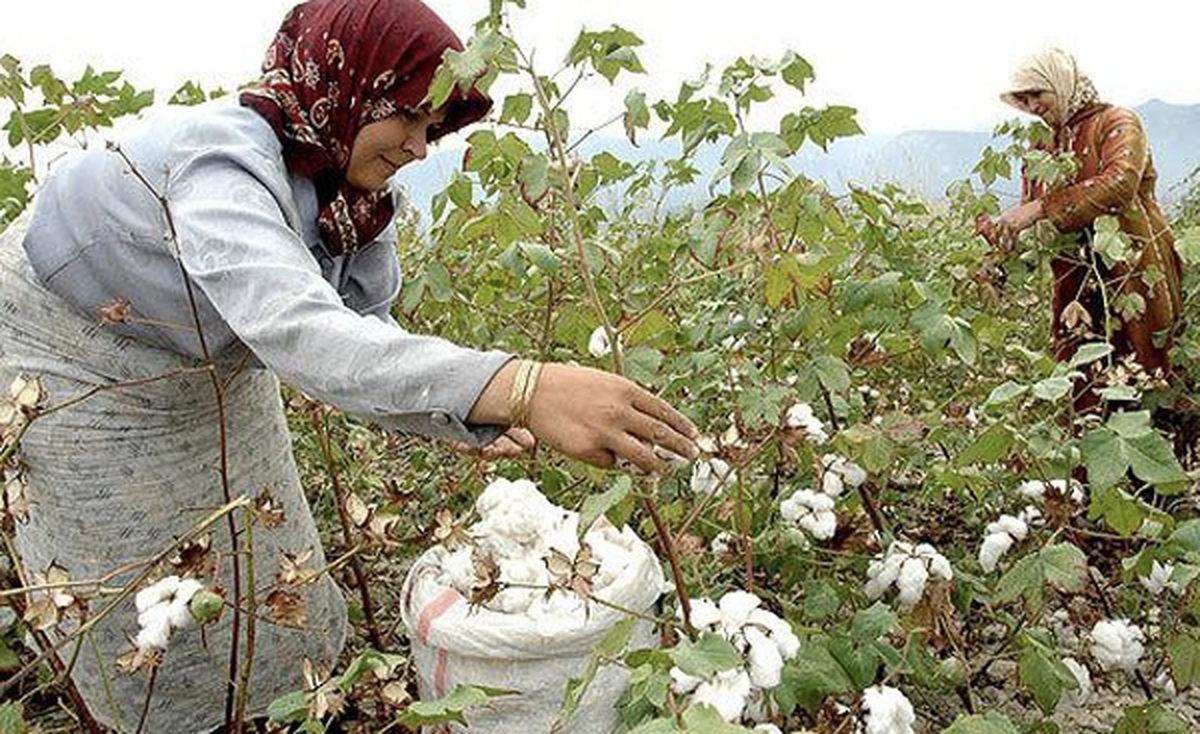 آغاز برداشت پنبه از مزارع تربت حیدریه