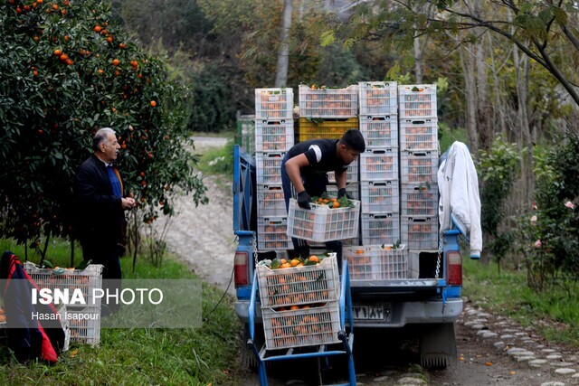 رؤیاهای رنگی در سایه چالشهای دیرینه باغداری مازندران رؤیاهای رنگی در سایه چالشهای دیرینه باغداری مازندران