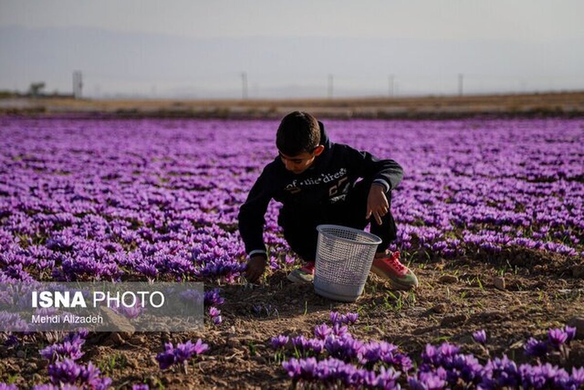 مدیر جهاد کشاورزی زاوه:
کیفیت بالای زعفران زاوه زمینه‌ساز جذب گردشگر و سرمایه‌گذار است