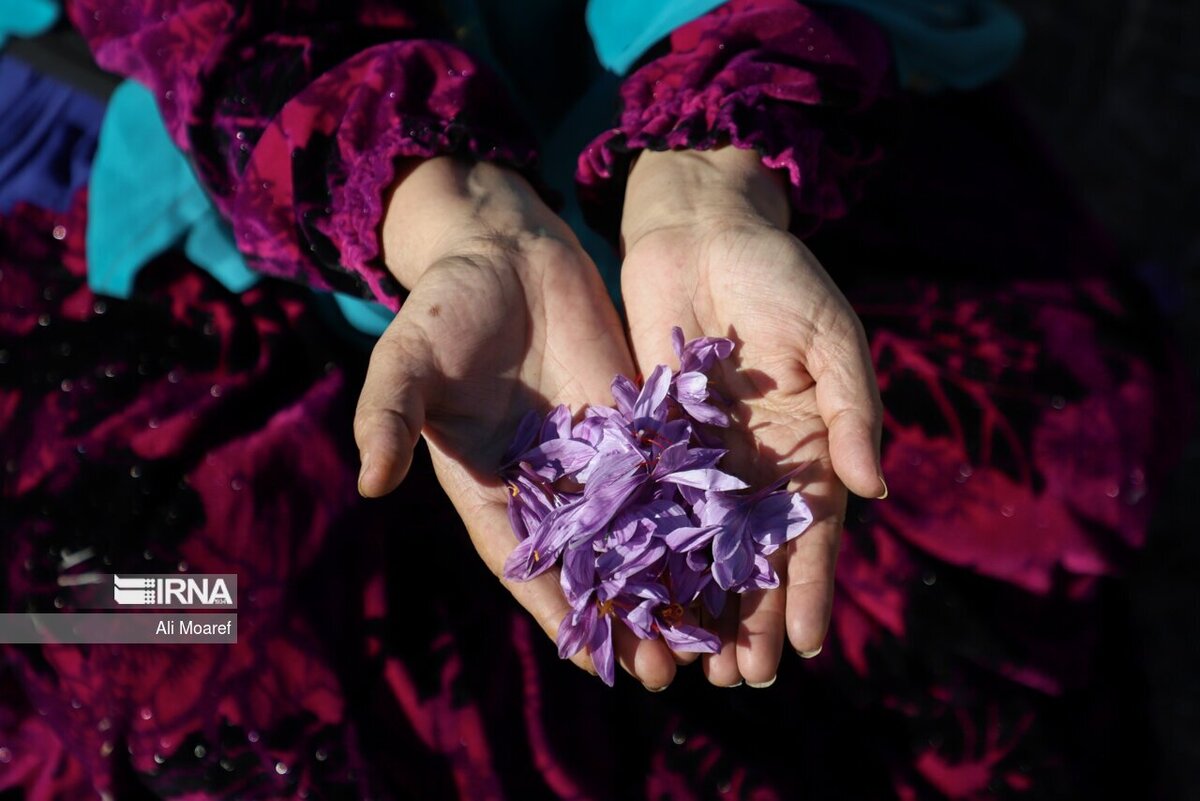 رییس سازمان جهاد کشاورزی خراسان رضوی: زعفران و پسته در صدر اقلام صادراتی است