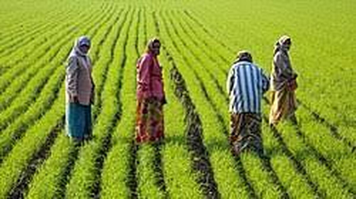 انجام اقدامات مضاعف برای حمایت از برنجکاران گیلان