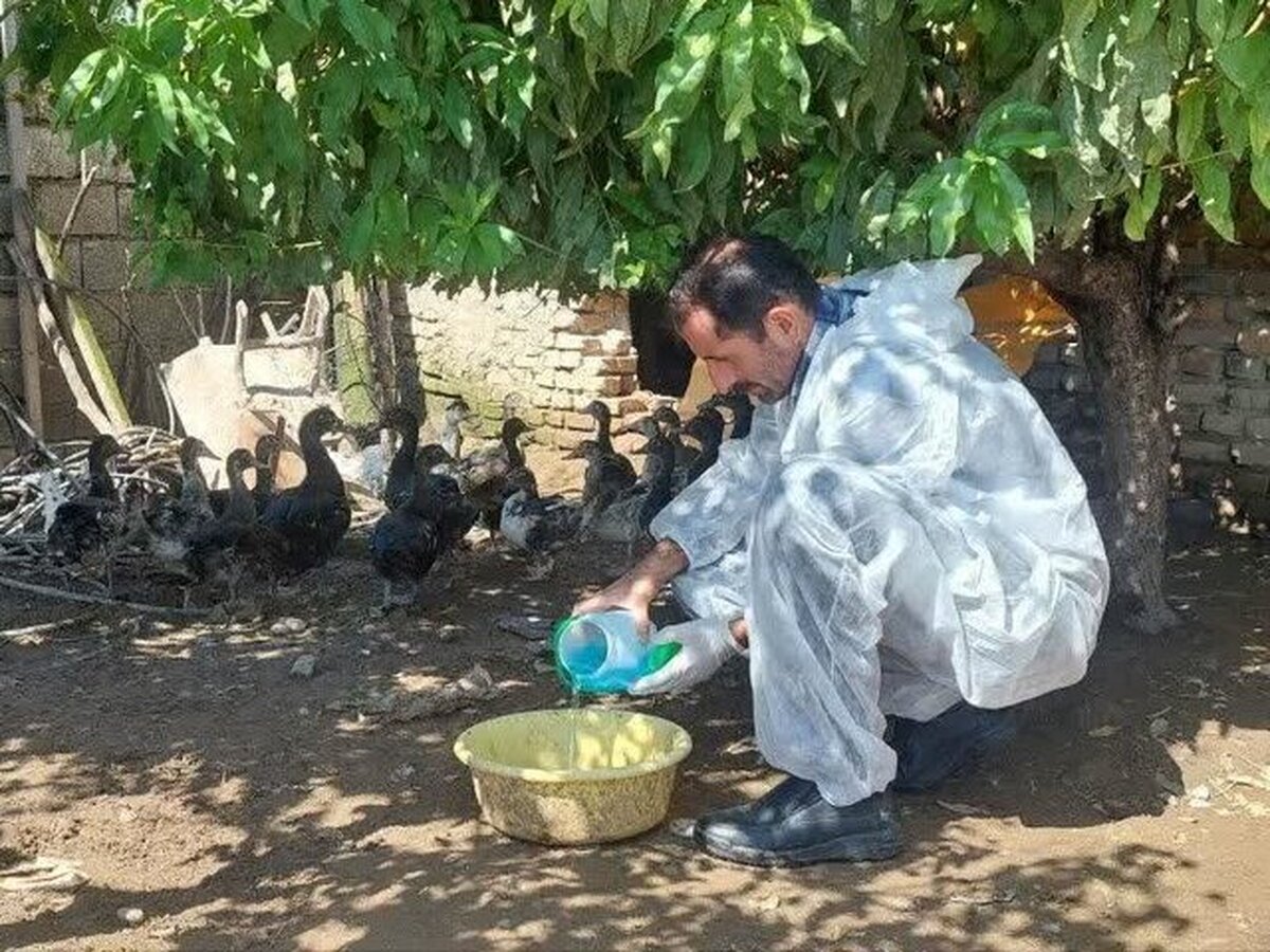 واکسیناسیون ۲ میلیون قطعه طیور بومی در مازندران