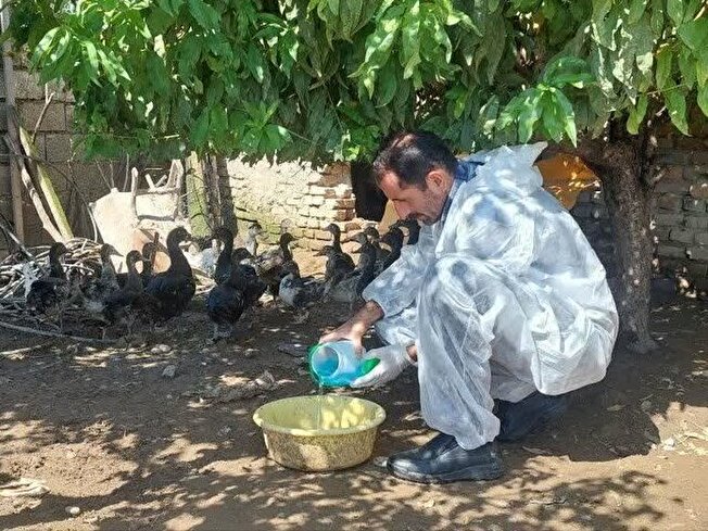 واکسیناسیون ۲ میلیون قطعه طیور بومی در مازندران