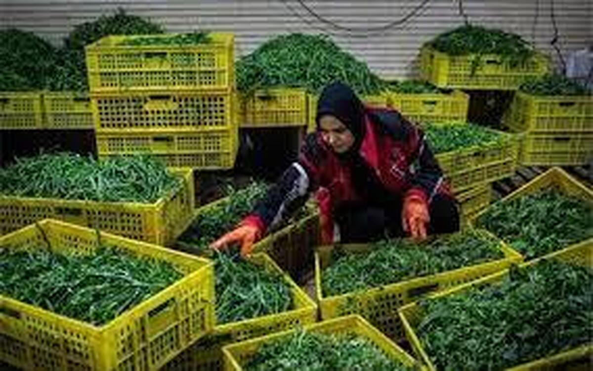 برخی تولیدکنندگان کوچک گیلان با محدودیت دسترسی به بازار روبهرو هستند