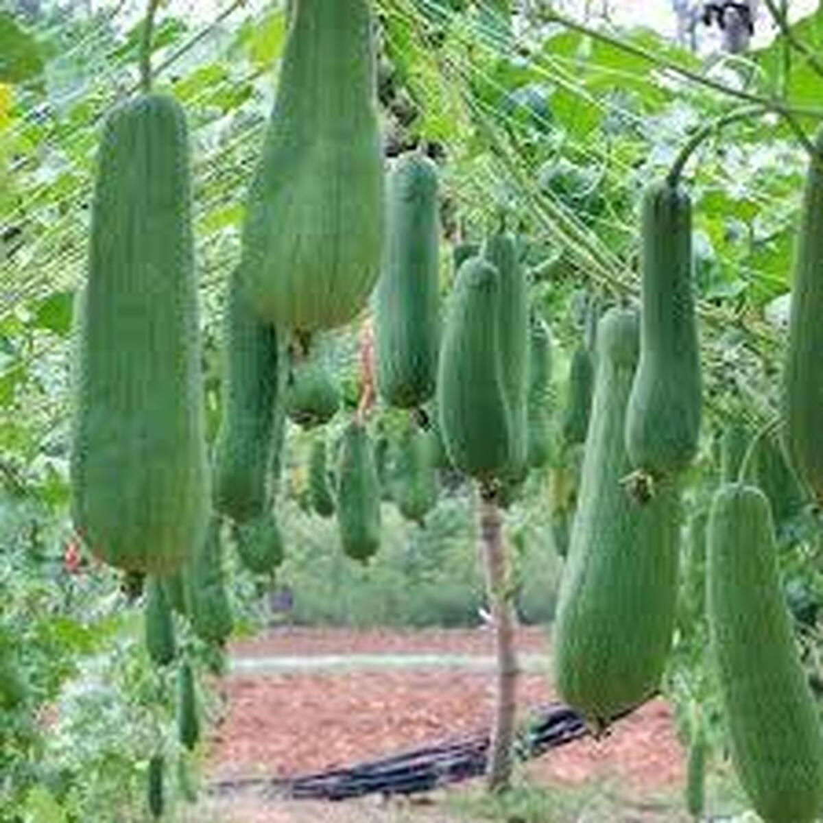 «لوفا»؛ ظرفیتی جدید برای اشتغال روستایی