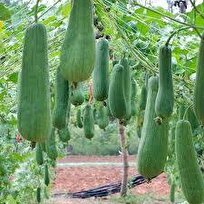 «لوفا»؛ ظرفیتی جدید برای اشتغال روستایی