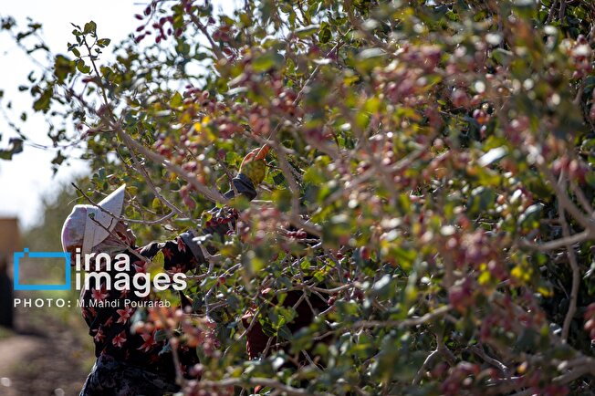 برداشت پسته در گناباد ۱۰ درصد افزایش یافت