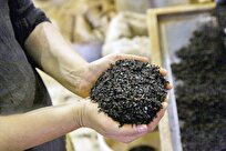 توسعه صنایع تبدیلی چای، کلید افزایش اشتغال در رودسر است