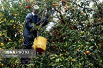 تولایی: برند کشاورزی مازندران خط قرمز ماست / برخورد شدید با تخلفات در بازار مرکبات و مرغ