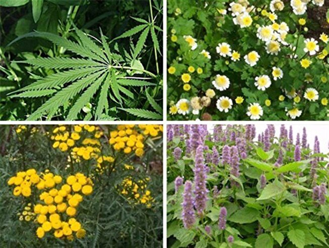 افزایش ۱۰۰ هکتاری سطح زیر کشت گیاهان دارویی در چهارمحال و بختیاری