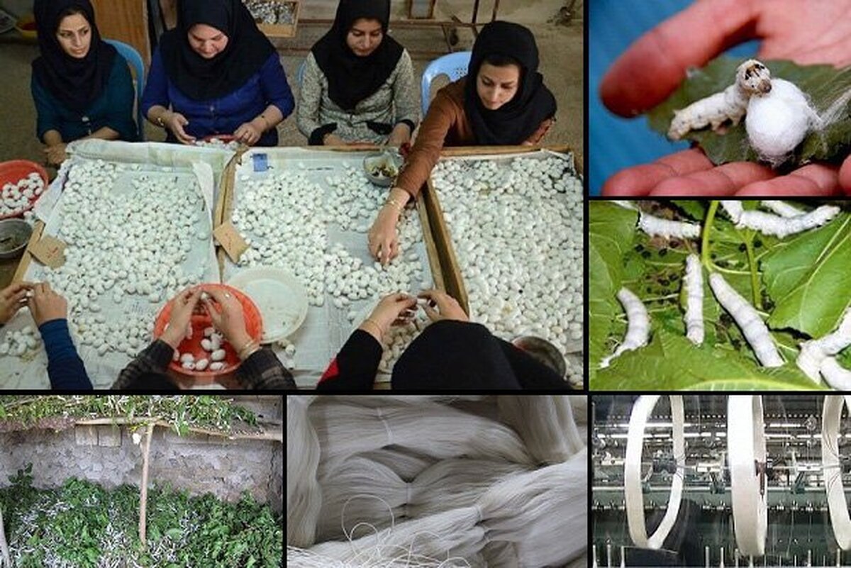 ایجاد فرصت‌های شغلی در مناطق روستایی ازاهمیت صنعت نوغانداری گیلان