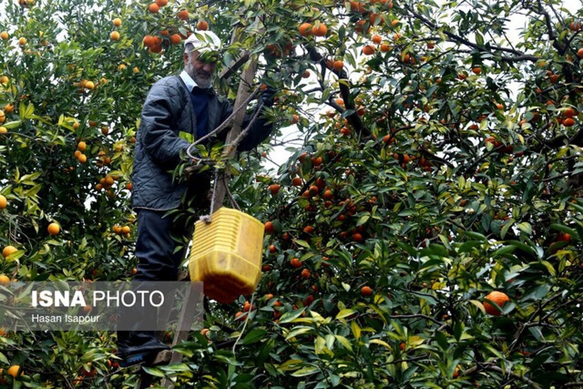 تولایی: برند کشاورزی مازندران خط قرمز ماست / برخورد شدید با تخلفات در بازار مرکبات و مرغ